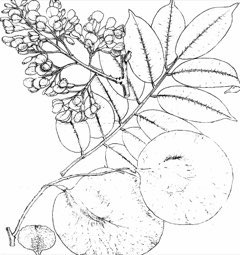 Pterocarpus soyauxii African Coralwood